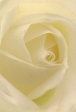 Drawn closely into the heart of a cream-white rose, this image conjures the gentle textures and serenity that define the art of floristry in Romford. Each spiraling petal appears soft as morning mist, with a whisper-light quality suggestive of dew along the leafy paths of Lodge Farm Park. Hints of ivory and pale lemon intermingle, sculpted with patience and craft by Romford florists for perfect harmony. Subtle shadows accentuate depth within each fold, adding quiet drama that mirrors the peaceful energy found on early walks through Romford's streets. The overall atmosphere exudes comfort and reflection-the sort of feeling one might seek when sending sympathy or expressing admiration to someone dear in the local community. The scent, if it could be sensed, would be gentle and clean-a subtle reminder of new beginnings or heartfelt respect. The micro perspective reveals not just the rose's breathtaking structure but also the love and artistry poured into every arrangement crafted in Romford, transforming each petal into a testament to empathy and connection.